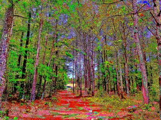 Forest and the trees