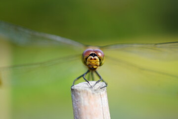 トンボの顔　正面