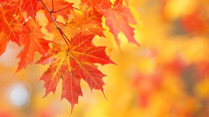 Obraz premium Gorgeous Autumn Red Maple Leaf Forest Background Picture: A Captivating Seasonal Display. Admire the Beauty and Tranquility.