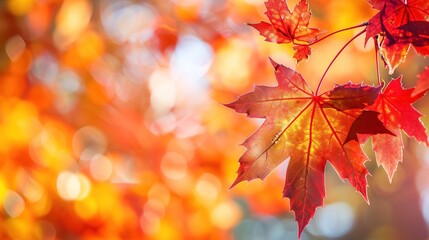 Fototapeta premium Gorgeous Autumn Red Maple Leaf Forest Background Picture: A Captivating Seasonal Display. Admire the Beauty and Tranquility.