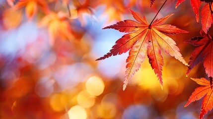 Fototapeta premium Gorgeous Autumn Red Maple Leaf Forest Background Picture: A Captivating Seasonal Display. Admire the Beauty and Tranquility.