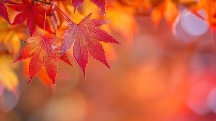 Fototapeta premium Gorgeous Autumn Red Maple Leaf Forest Background Picture: A Captivating Seasonal Display. Admire the Beauty and Tranquility.