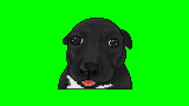 Baby dog ​​with funny face, animal pixel art animation