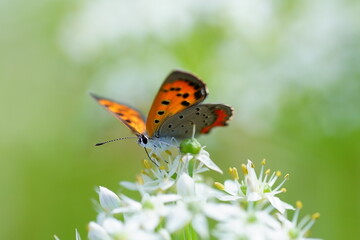 花の上のベニシジミ