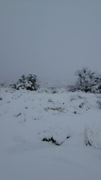 snow covers the cactus, mesquite bushes, and creosote of the mojave desert after a winter storm