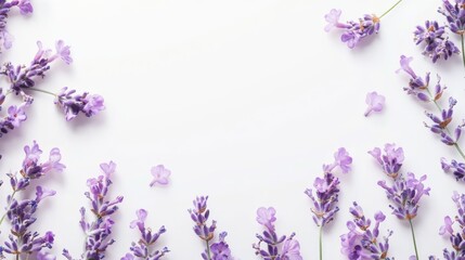 Lavender flowers arranged on a white background