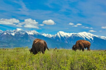 American Bison Grazing on the Bison Range with the Mission Mountains in the Background, Moiese...