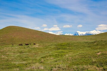 American Bison Herd on the Bison Range in Montana in the Spring.