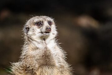 A curious meerkat stands upright, observing its surroundings in a sunny habitat, showcasing its playful nature and alert demeanor