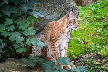 Lynx resting peacefully among lush greenery and rocks in a serene natural habitat during the day