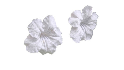 Isolated white flowers on white background. Make clipping path.