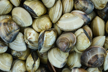 Fresh clams for seafood background