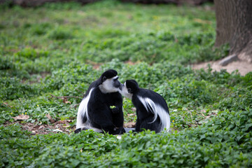 Kissing monkeys