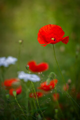 Mohnblumen auf einer grünen Wiese