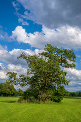 B&auml;ume auf einem Feld vor bew&ouml;lktem Himmel