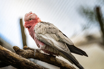 A beautiful galah perched on a branch in a zoo habitat during a sunny afternoon