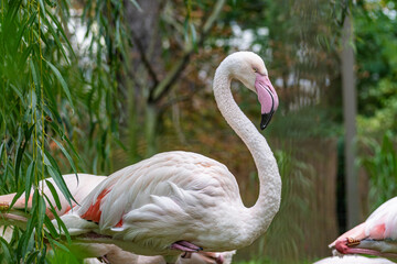 A graceful flamingo stands on one leg in a serene garden, surrounded by lush greenery and other flamingos during a sunny day