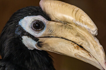 Close-up view of a hornbill showcasing its distinct beak and eye, highlighting its unique features in a natural setting