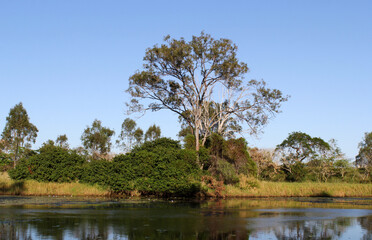 Eucalyptus tree and other shrubs by the side of a lake