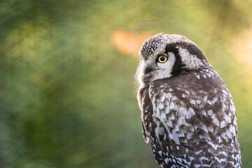 A close-up of a northern saw-whet owl perched gracefully in the sunlight surrounded by lush greenery in a serene forest setting