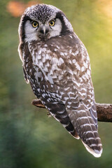 A majestic owl perched on a branch in a lush forest during twilight, showcasing its striking features and curious expression