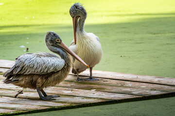 Two pelicans standing on a wooden dock surrounded by green water in a serene natural habitat during daytime