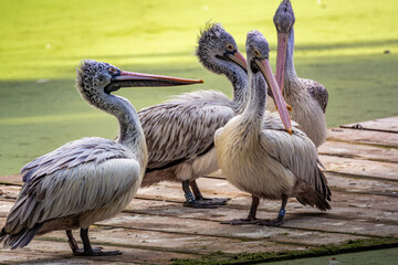 A group of pelicans resting on wooden planks near a greenish pond in a serene natural setting during midday