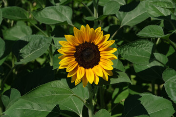 Sunflowers blooming in the park