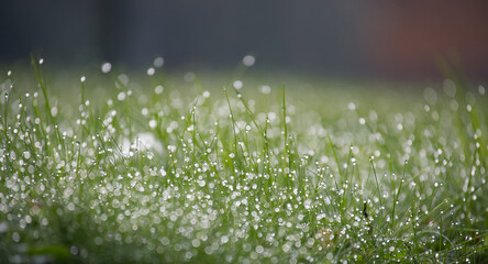 Morning dew on lush green grass with soft focus background, capturing the freshness and tranquility