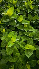 Green leaves background