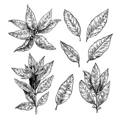 Set of bay leaf illustrations. Branches and leaves of laurel plants. Laurus nobilis hand drawing in retro engraving style.