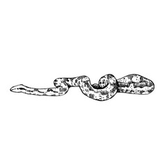 Hand-drawn illustration of boa constrictor snake isolated on white background. Vector illustration in retro engraving style.