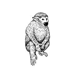 Detailed realistic hand-drawn illustration of adorable monkey in retro engraving style.