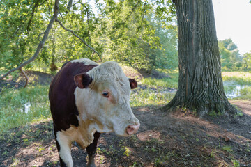 Hereford bull grazes among the trees.