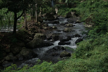 river in the forest