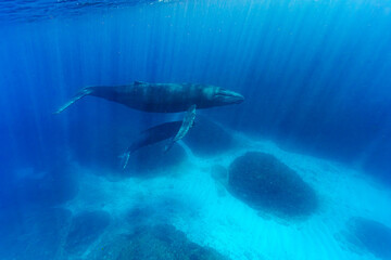 Naklejka premium ザトウクジラの親子