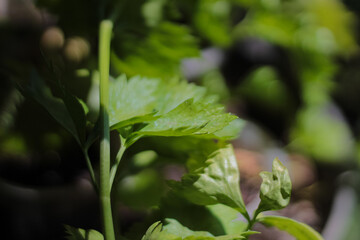 Green celery leaf with blur background, close up photo