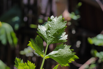 Green celery leaf with blur background, close up photo