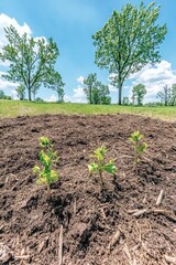 Newly planted saplings in a field with a clear blue sky and green trees in the background.