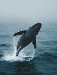 Obraz premium Humpback whale leaping