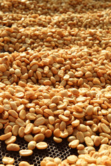 Close up of coffee beans drying in the sun           