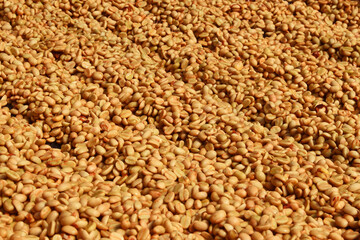 Close up of coffee beans drying in the sun           