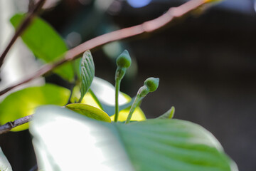Young green guava leaves on a blurred background