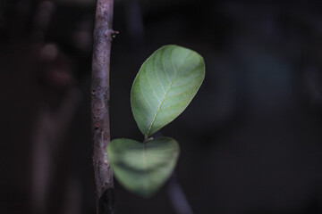 Young green guava leaves on a blurred background
