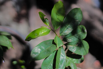young soursop plants growing against a blurry background
