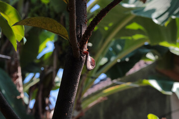 Soursop leaves growing against a blurred background