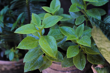 Green plants to decorate your yard, ornamental house plants