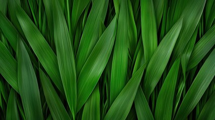 Obraz premium Lush Green Grass Blades Texture Nature Background