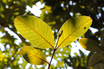 Green guava leaf with blur background and light behind it