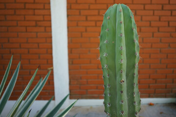 Cactus en una calle con un muro de ladrillos de fondo
